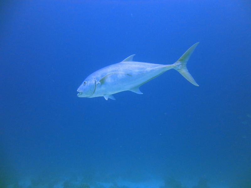 carangue geante_01.jpg